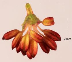 Fuscospora solandri: male flower.
 Image: P.B. Heenan © Landcare Research 2015 CC BY 3.0 NZ